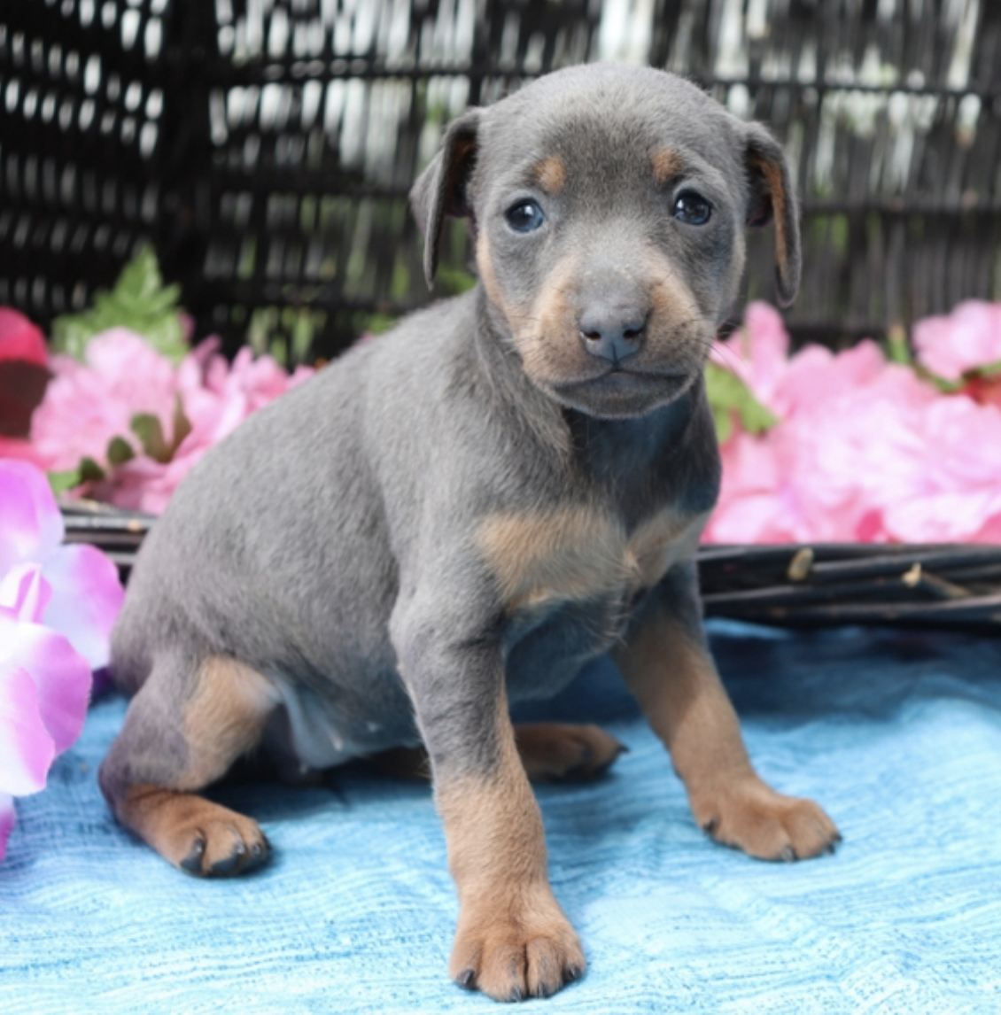 comprar cachorros sanos, baratos y asequibles para la venta